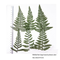 60Piece Dried Green Fern Herbarium Green Plastic Dried Green Fern for DIY Jewelry Postcard Invitation Card Phone Case Pennisetum Leaves. 