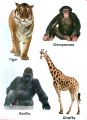 Kids Zone 10 Board Books For Children | Hardcover Early Learning Board Book For Children | Children Learning Book Set. 