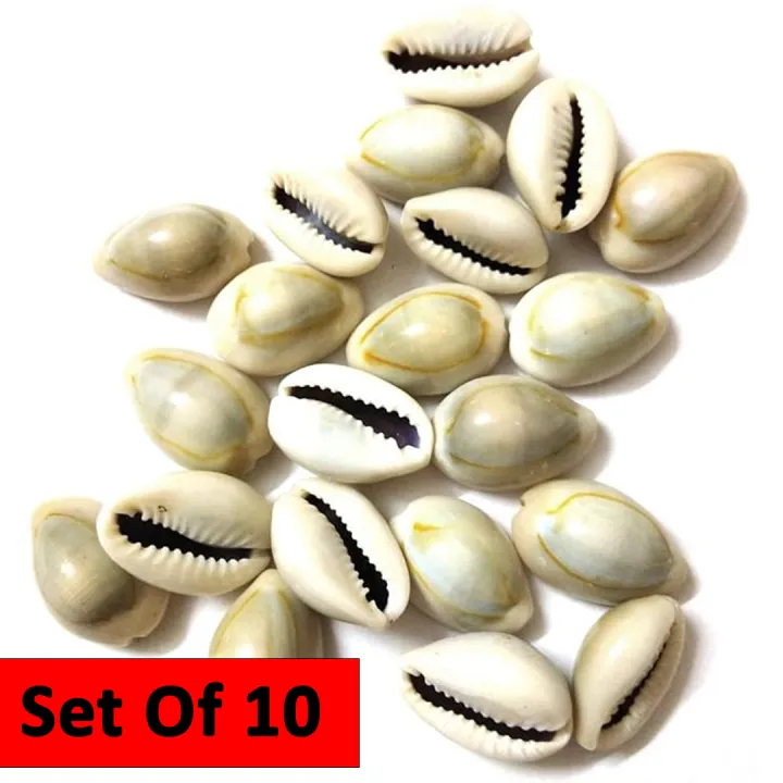 Kauda Sea Shells 10 Pieces ( Kauda ) Small Size -Free 1 Kauda | Daraz.com.np