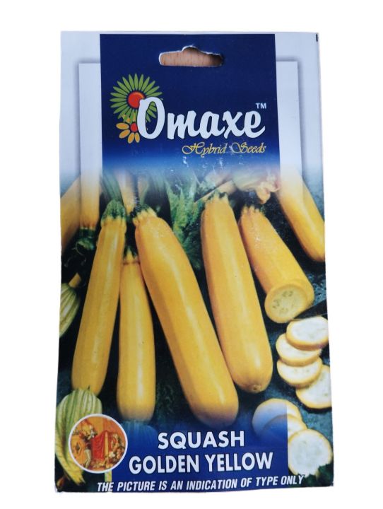 Hybrid Squash Golden Yellow Vegetable पंहेलो जुकिनी फर्सी Seed 10 Seeds ...