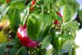 Mini Paprika Dwarf Small Bell Pepper 30 Seeds Mixed Color For Garden And Balcony. 