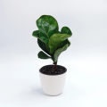 Fiddle Leaf Fig Indoor Plant | For Home Décor | Decorative Plant. 