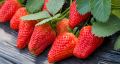 GreenCaart Sweet Red Giant Strawberry Big Size Thai Variety Healthy Live Plant 20+ Seed. 