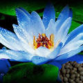 10Pcs Flower Seeds Blue Lotus Seeds Aquatic Plants Water Lily Plants Midnight Blue Lotus For Indoor, Balcony and Garden Decor Plants. 