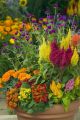 Celosia Plumosa Glorious Red and Mixed Flower 20 Seeds For Garden, Balcony and Bardali. 