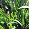 20+ Garlic Chives Seeds for Planting –  Non GMO Heirloom Garlic Chives Seeds – Great Gardening Gift -  (Loose Pack). 