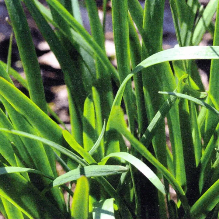 20+%20Garlic%20Chives%20Seeds%20for%20Planting%20%E2%80%93%20%20Non%20GMO%20Heirloom%20Garlic%20Chives%20Seeds%20%E2%80%93%20Great%C2%A0Gardening%C2%A0Gift%20-%20%20(Loose%20Pack)%20-%20Image%203