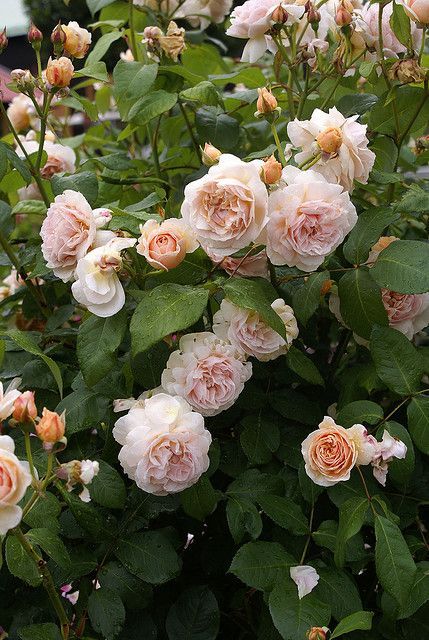 Sweet Juliet Rose Seeds 10 Seeds | Daraz.com.np