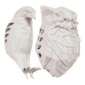 3D Bird Wall Lamp Body Animal Lighting Lustre Modern Creative Atmosphere Halloween Owl Eagle Shape Projector. 