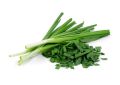 20+ Garlic Chives Seeds for Planting –  Non GMO Heirloom Garlic Chives Seeds – Great Gardening Gift -  (Loose Pack). 