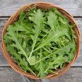 20+ Seeds Rocket Rucola Arugula Cultivated Imported Exotic Seeds Kitchen Garden. 