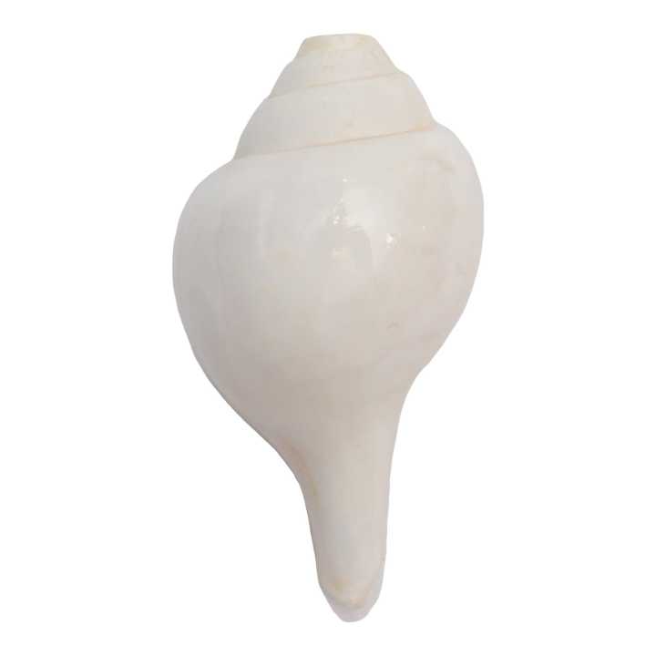 Vamavarti%20Blowing%20Shankh%20(White)%20~%20Shankha%20Conch%20Shells%20-%20Sea%20Shell%20Shankh%20For%20Lung%20Size%2011%20Inch%20500Gram%20-%20Image%204