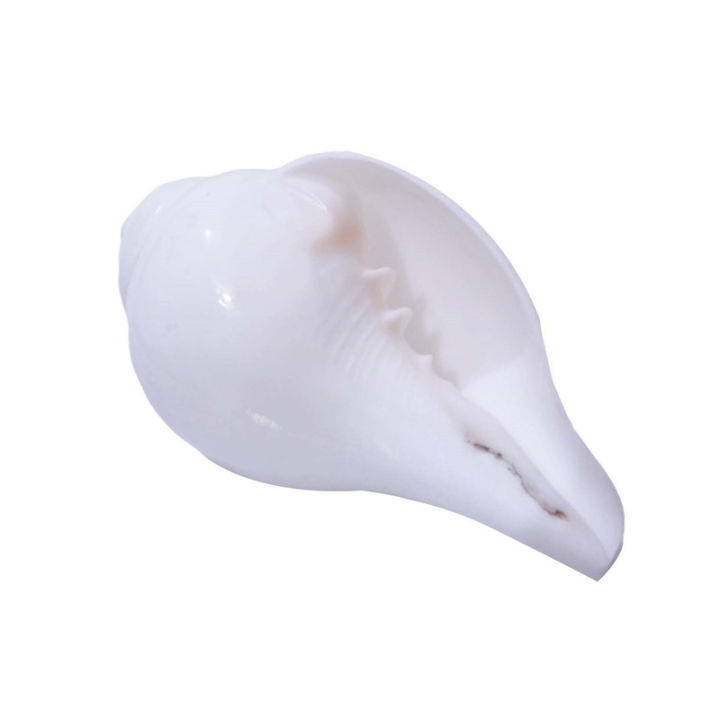 Puja Shankha Small Size