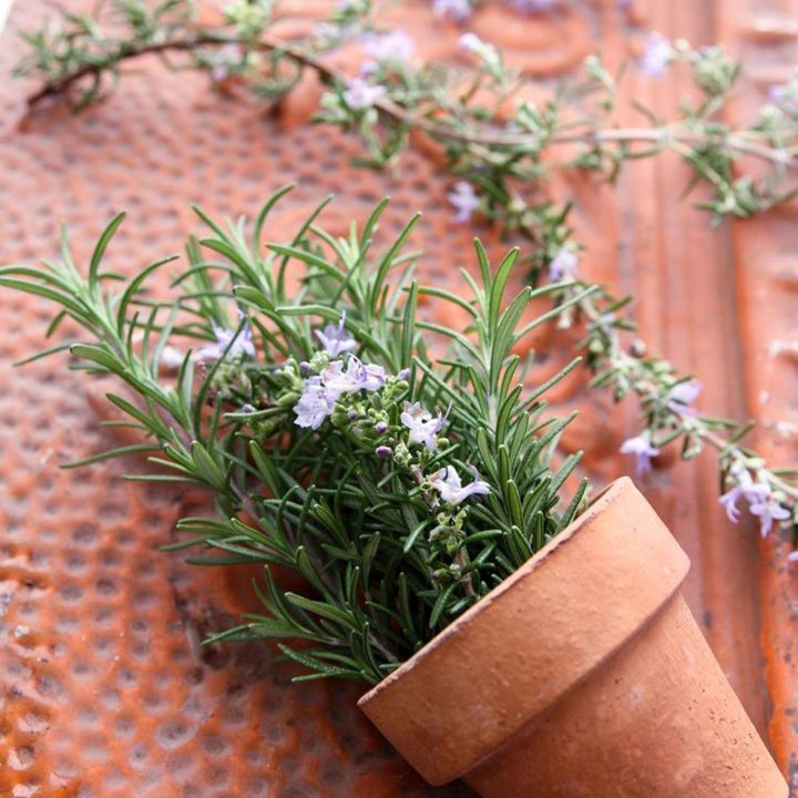 20%20Plus%20%20Rosemary%20Seeds%20for%20Planting%20-%20Rosemary%20Herb%20Sees%20Loose%20Pack%20-%20Image%203