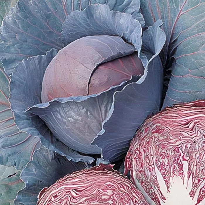 1%20packet%20Hybrid%20Red%20Cabbage%20Seeds%20%E2%80%93%20High%20Germination,%20Crisp%20&%20Nutrient-Rich%20-%20Image%203
