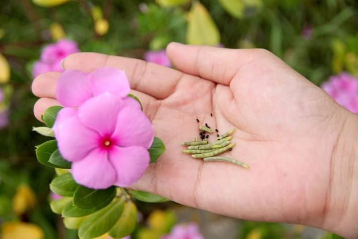 20+%20Loose%20Packed%20Seed%20Of%20Vinca%20Rosea%20Dwarf%20Mixed%20Flower,%20Excellent%20Quality%20Seed%20Can%20Grow%20All%20Over%20Nepal%20-%20Image%206