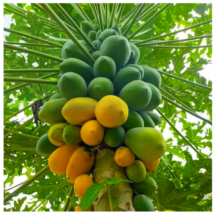 Taiwan%20Red%20Lady%20Papaya%20Seeds%20Original%205%20Plus%20Loose%20Pack%20Seeds%20-%20Image%202