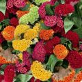 20+ Cocks Comb MIxed Flower  Seeds for Planting –  Non GMO Heirloom Mixed Cocks Comb Seeds – Great Gardening Gift - Loose Pack. 