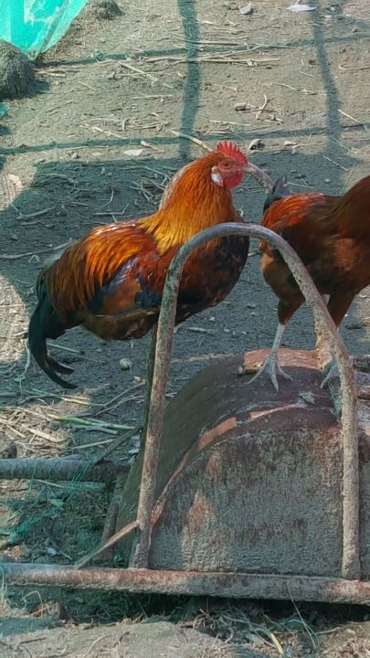 Local%20Nepali%20Chicken%20-%20Image%207