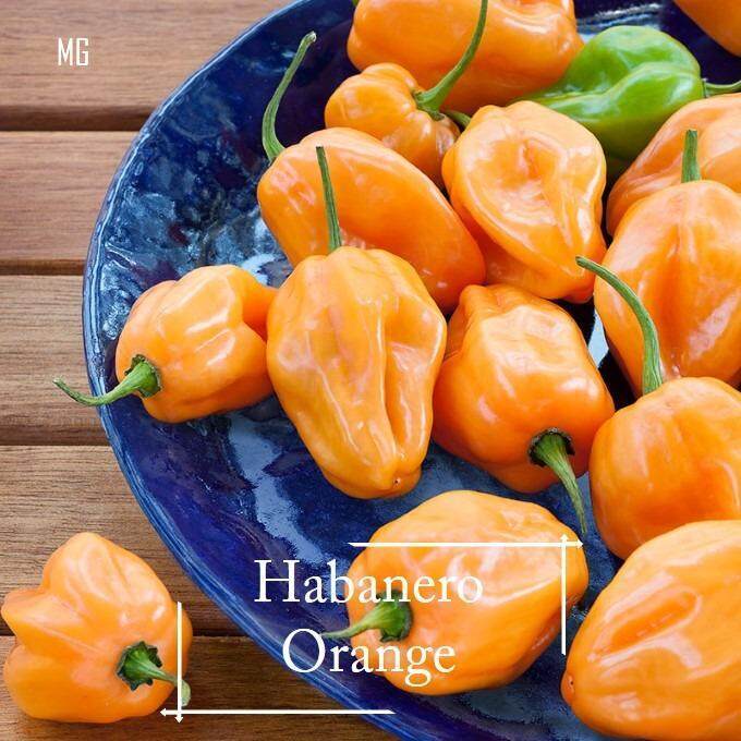 Benih Super Cili Habanero - 20 biji