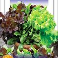 6 Types Of Lettuce Seeds Mixed 120 Plus Seeds (Lettuce Imported Mix (Misticanza) Exotic Seeds). 