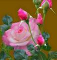 Different Color Rose Seeds - 1 Packet Of Rose Flower Seeds With 5 Seeds For Each Seeds. 