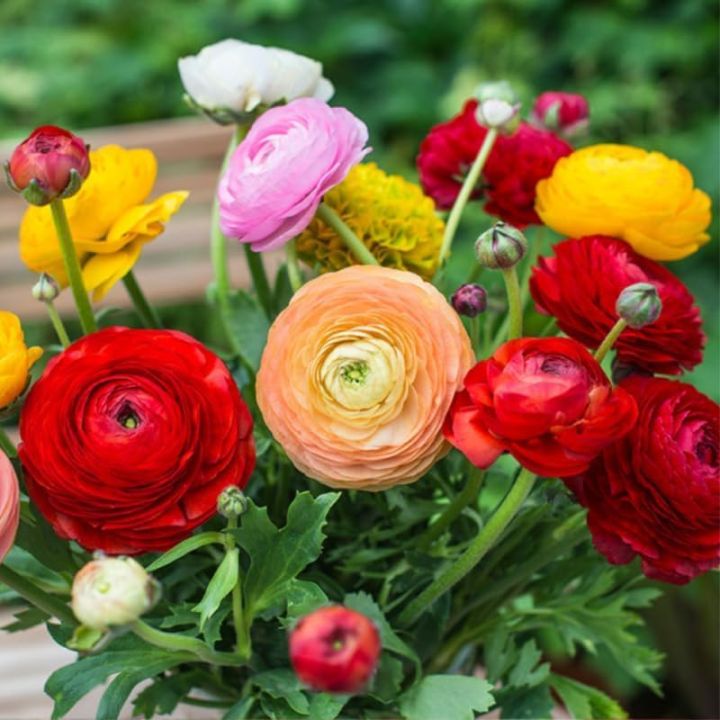 Ranunculus%20Asiaticus%20Mache%20Mix,10%20Seeds,%20Persian%20Buttercups,%20-%20Image%204