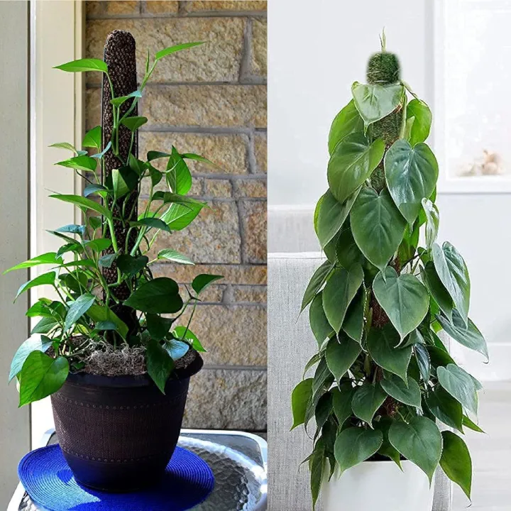 Coco%20Coir%20Stick%20Pole%20Moss%20Stick%20for%20Climbing%20Money%20Plant,%20Housing%20Plants%20Support%20%20(3%20Feet)%20-%20Image%202