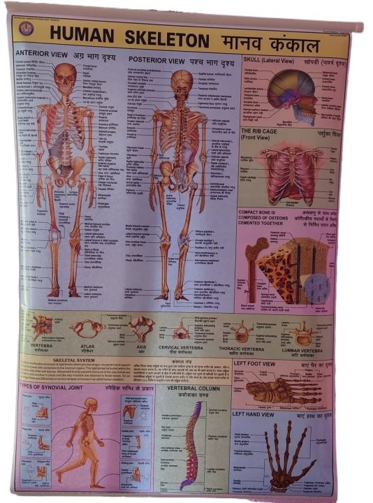 Human Skeletal System Chart Diagram For Educational Purposes - 1 piece ...