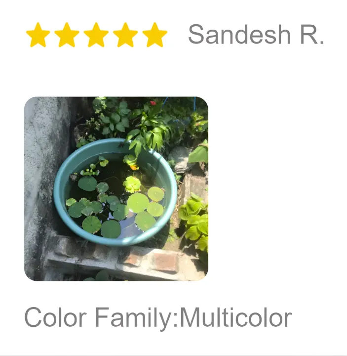 Bonsai%20Lotus%20Flower%20Seeds%20for%20Planting%2020+%20Plant%20Seeds%20(4%20Types)%20-%20Image%203