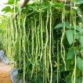 Vegetable Seeds -1 Packet Long Beans/Bodi Seeds. 