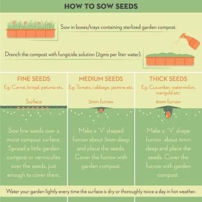 10%20Pieces%20Pink%20Climbing%20Rose%20Vine%20Flower%20Seeds%20Climber%20Fragrant%20(90%20Days%20Germination)%20-%20Image%208