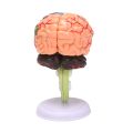 4D Assembled Human Anatomical Model Brain Model, Brain Structure Model, Student Teaching and Explanation Model. 