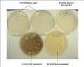 10 PCS Borosilicate Petri Dishes With Lid And 10 Pcs Transfer Pippet, 80mm x 15mm Sterile Petri Dishes For Bioresearch Science Art Projects. 