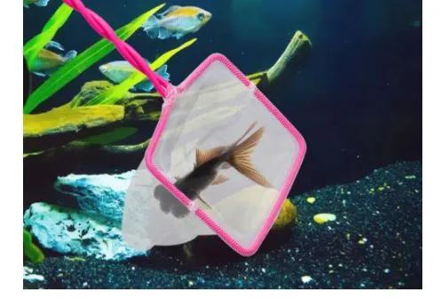 Golden%20Dragon%20Aquarium%20Fish%20Net%20With%20Long%20Handle%205%20Inch%20Kohinoor%20Aquarium%20-%20Image%203