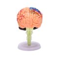 4D Assembled Human Anatomical Model Brain Model, Brain Structure Model, Student Teaching and Explanation Model. 