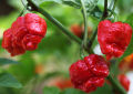 World's Hottest Ghost Chili Pepper - BHOOT JOLOKIA Seeds| Thabhu Seeds. 
