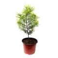 Golden Dhupi Plant. 