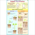 Diagram Of Epigeal Germination  Chart -1 PIece. 