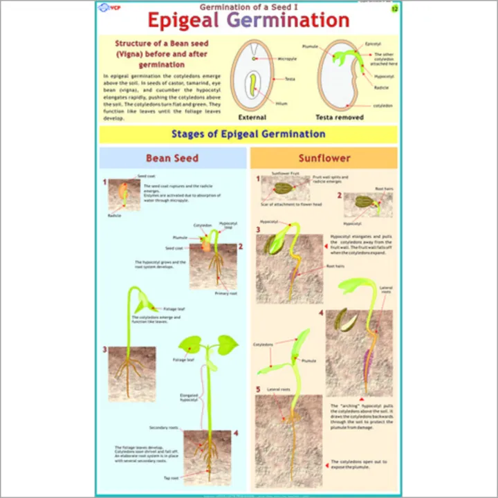 Diagram%20Of%20Epigeal%20Germination%20%20Chart%20-1%20PIece%20-%20Image%203