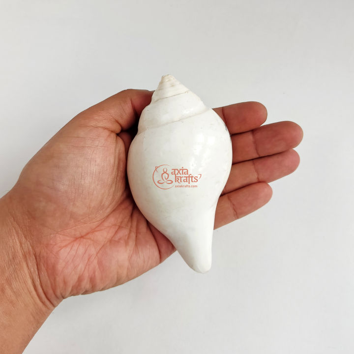 Axia Krafts Sankha Big 5 inches | Sankha for Puja