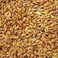 Barley Whole Grain 1 Kg. 