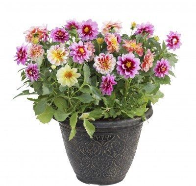 Dahlia Flower - Hybrid Mix Flower 30 Seeds For Garden, Bardali And Balcony