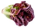 Romaine Red Lettuce Seeds For Planting | Best Kitchen Garden Gift | Comes in Loose Pack (10+ Seeds) | Fresh & New Seeds. 