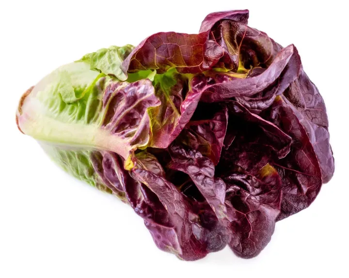 Romaine%20Red%20Lettuce%20Seeds%20For%20Planting%20%7C%20Best%20Kitchen%20Garden%20Gift%20%7C%20Comes%20in%20Loose%20Pack%20(10+%20Seeds)%20%7C%20Fresh%20&%20New%20Seeds%20-%20Image%204