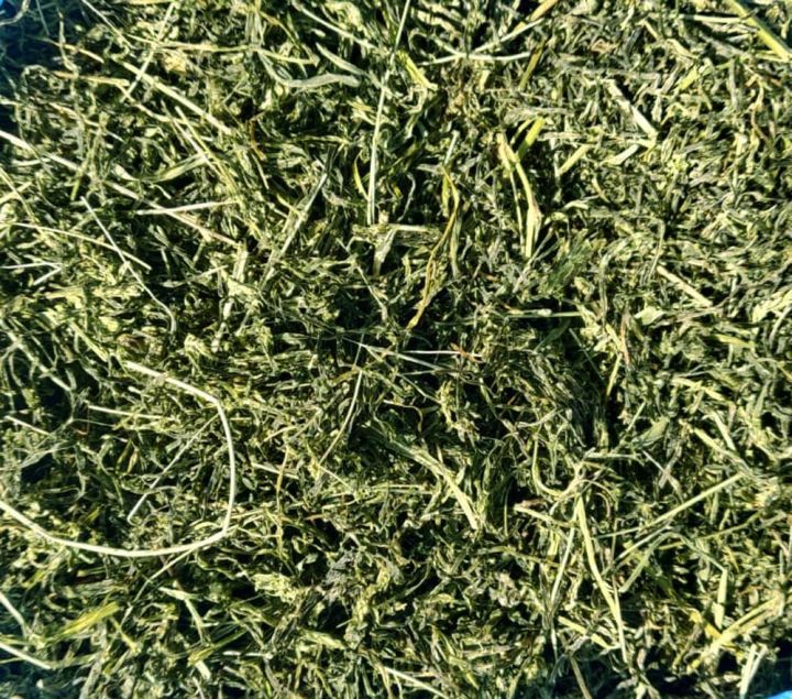 Jimbu%20(Allium%20Schoenoprasum)%20-%20Image%204