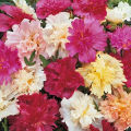 Enjoy 20+ varieties of hollyhock flower seeds in this exciting loose seeds pack. 