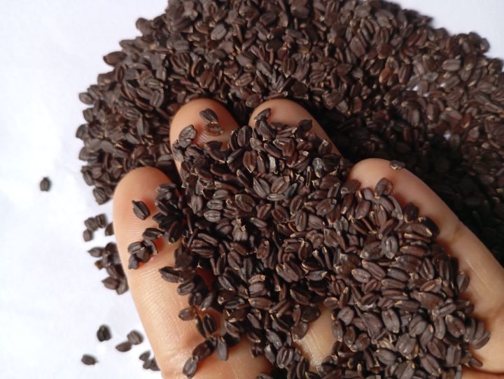 Ban Silam / Bansilam A grade 100% Original | Bansilam Orangic and Pure Best Quality