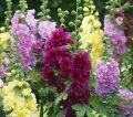 Enjoy 20+ varieties of hollyhock flower seeds in this exciting loose seeds pack. 