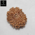 12-Face Rudraksha (NEPALI). 